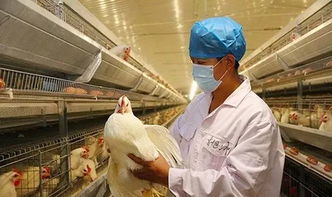 冬季蛋鸡养得好，关键10步不能少——有害生物防治篇