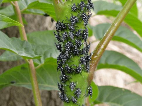 北京地区5月份主要林木有害生物监测防治历