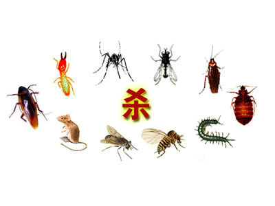 都江堰灭鼠公司